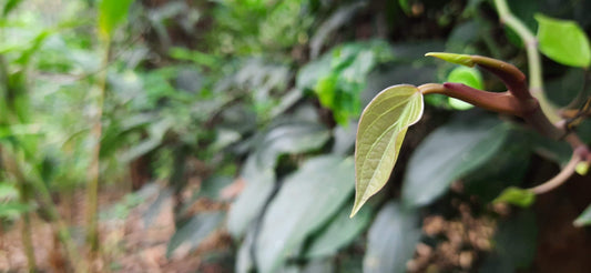 what single origin means for spice.