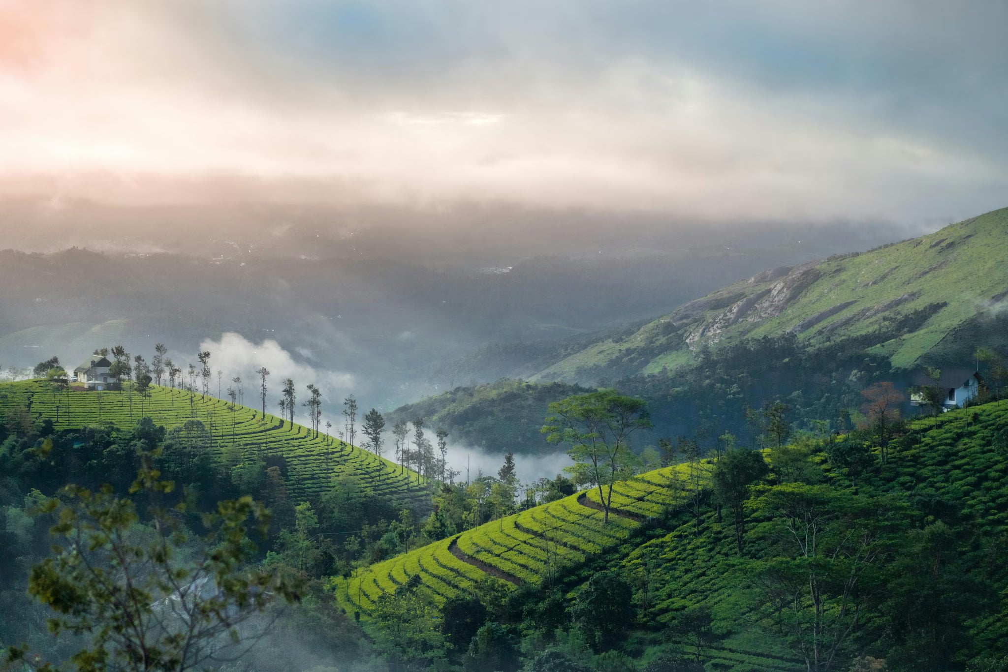 Green tea plantations on hilly terrain with misty mountains in the background
